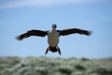 King Cormorant in flight